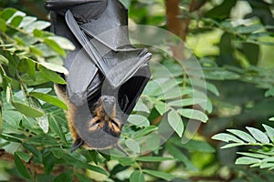 Sleeping Spectacled Flying Fox Fruit Bat In Rainforest