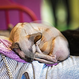 Sleeping sphinx cat in arms of his mistress. Concept pets and care