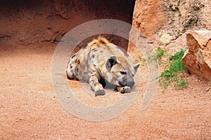 Sleeping spotty hyena