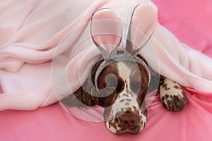 Sleeping Springer spaniel with bunny ears in plaid