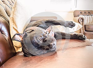 Sleeping staffordshire bull terrier dog on a sofa.