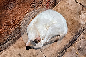 Sleeping street cat near the old wall in medina of Marrakesh. Morocco