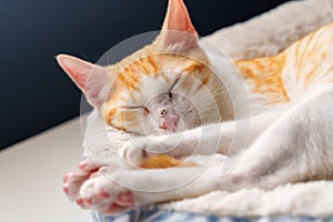 Sleeping stretching cat with a wounded nose. Resting injured ginger kitten