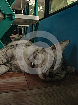 Sleeping in Style: Cute Cats Caught in Dreamland