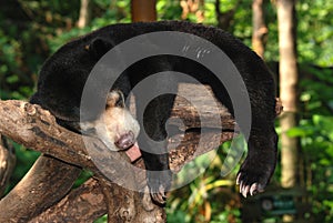 Sleeping sun bear