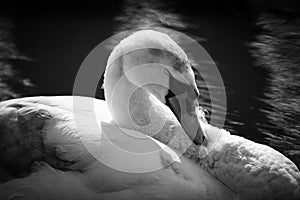 Sleeping Swan In Black And White