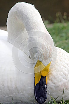 Sleeping swan british wildlife photo