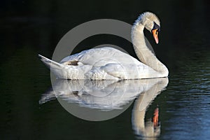 A sleeping swan reflected in the water