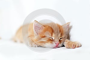 Sleeping sweetly Beautiful bright red kitten on a white background. Young cute little red kitty. Long haired ginger kitten play at