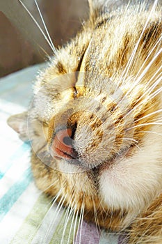 Sleeping tabby cat, closeup photo.