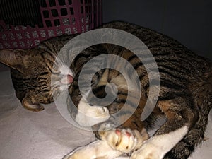 Sleeping tabby cat curled up on fabric surface