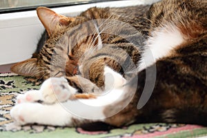 Sleeping tabby cat on the windowsill at morning