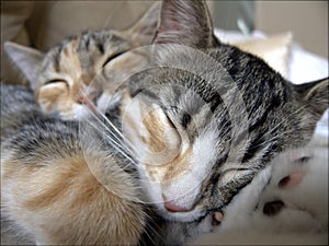 Sleeping tabby cats photo