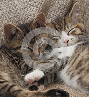 Sleeping tabby kittens