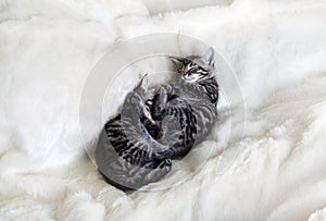 Sleeping tabby kittens