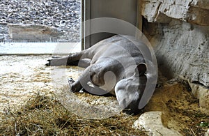 sleeping tapir in captivity