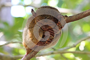 Sleeping tarsier