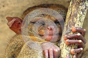 Sleeping tarsier