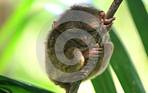 Sleeping tarsier sitting on a tree