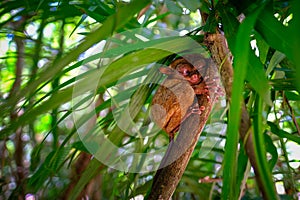 Sleeping Tarsier or Tarsius Syrichta on the tree in Tarsier Sanctuary of Bohol Island, Philippine.