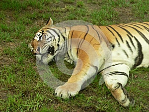 Sleeping tiger