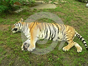 Sleeping tiger