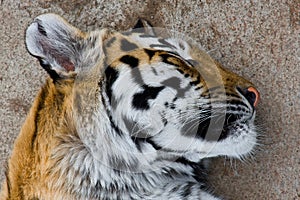 Sleeping tiger