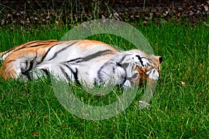 Sleeping tiger