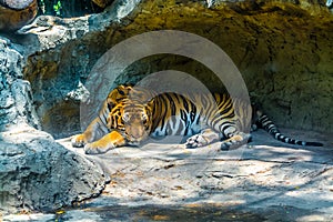 Sleeping Tiger.