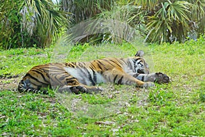 A sleeping tiger