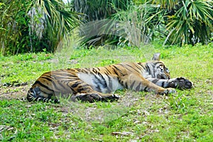 A sleeping tiger