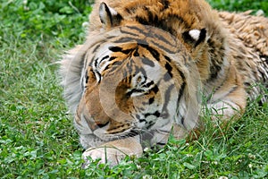 Sleeping Tiger in Grass