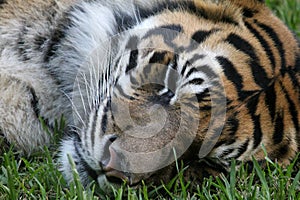 Sleeping Tiger