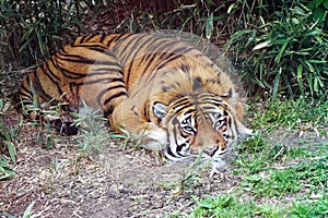 sleeping tiger in the green grass