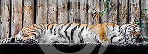 Sleeping tiger (Panthera tigris) close up