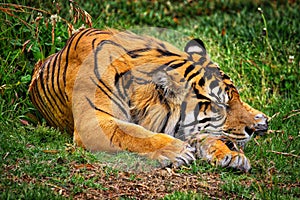 Sleeping Tiger