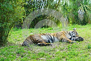 A sleeping tiger