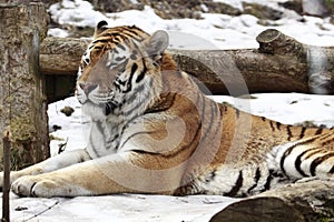 Sleeping tiger on the snow