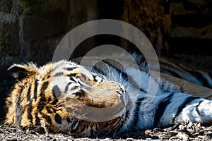 Sleeping tiger very close