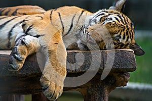 Sleeping tiger on the wood table.