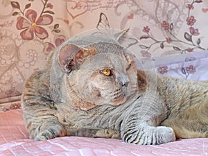 Sleeping tired pedigree persian british shorthair cat on bed asleep dreaming snoring dozy luxury bumpkin muffin feline cats cat