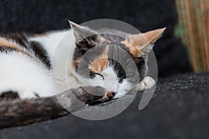 Sleeping Tortoiseshell Cat