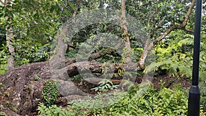 Sleeping tree at botanical garden, Singapore