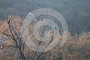 Sleeping tree in Winter