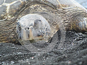 Sleeping Turtle on a Black Sand Beach