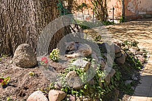 Sleeping under the tree cat