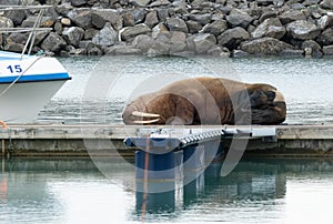 sleeping walrus in the harbor of Saudarkrokur in Iceland, relaxing on the landing stage for private boats
