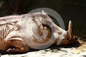 Sleeping Warthog