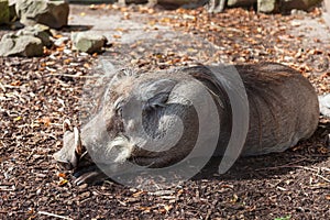 Sleeping warthog