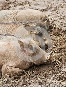 Sleeping warthogs